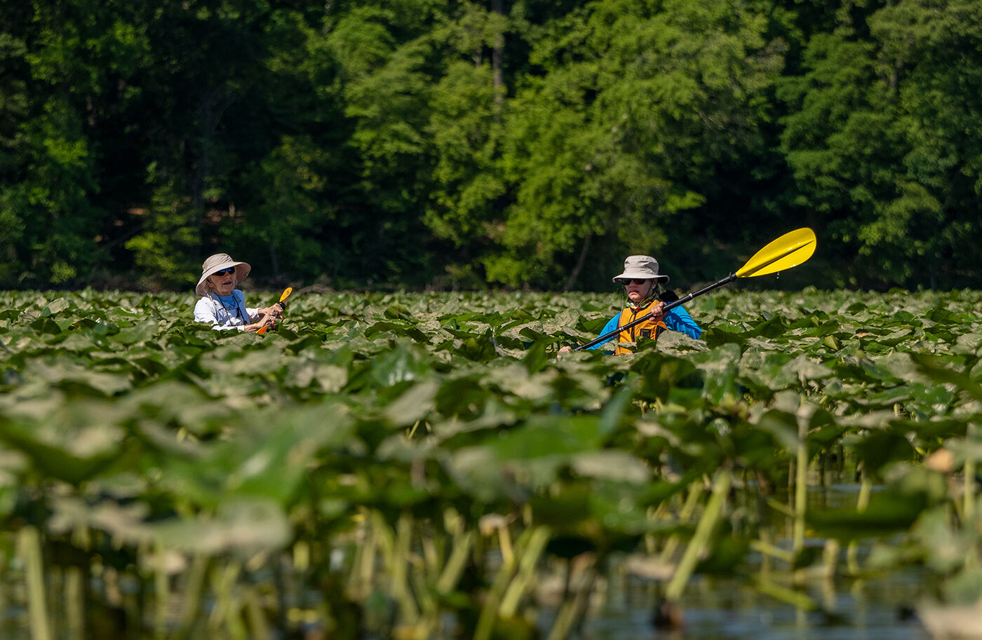 Paddling Mattawoman Creek